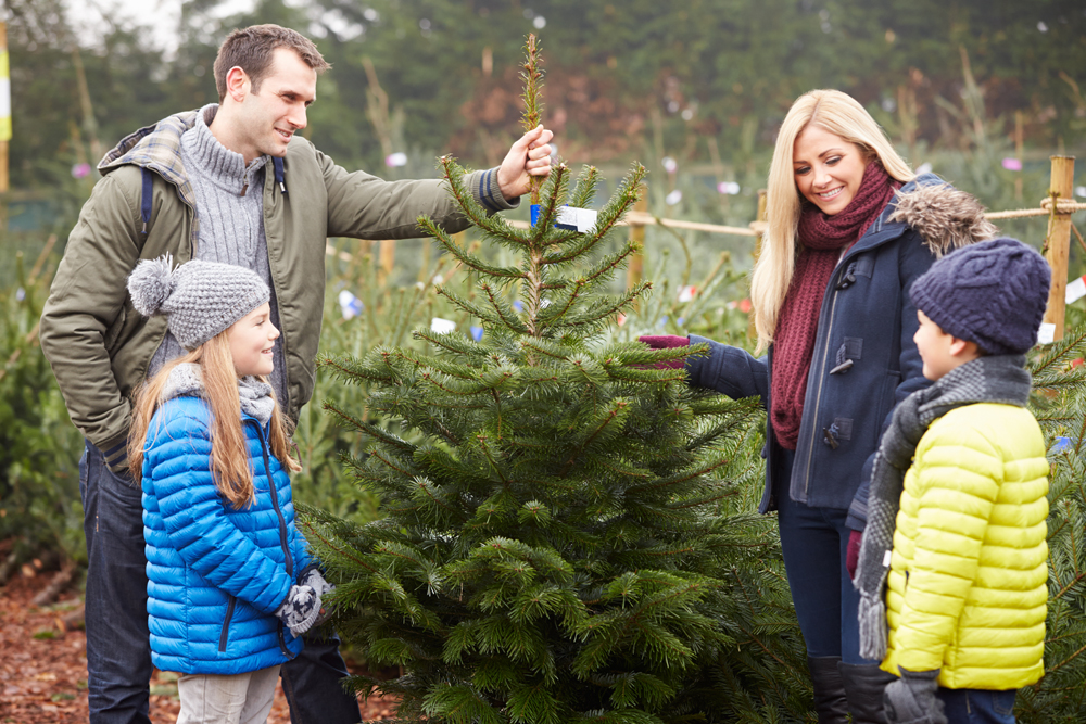 Grüne Weihnachten: So bleibt Ihr Christbaum lange frisch